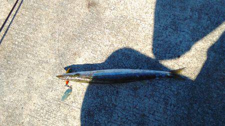 淡路島、明石方面で青物釣果が上がっていたの…