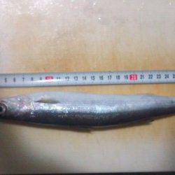 ハマチ、ツバスを狙いに行ったのですが