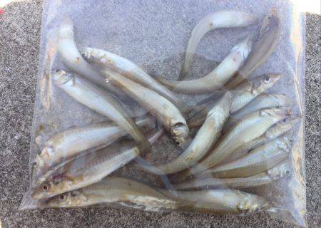 子供とキス釣り