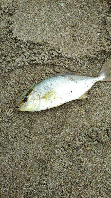 投げ釣りシロギス