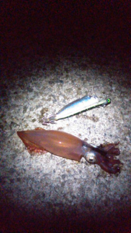 今季、初ケンサキ