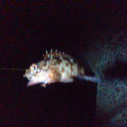 リベンジ…ならず