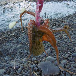 サーフオクトパッシング