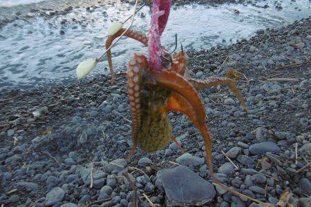 サーフオクトパッシング