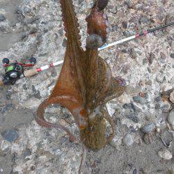 新子シーズン開幕(笑)