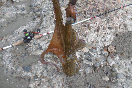 新子シーズン開幕(笑)