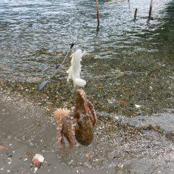 スナダコ多いです！