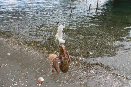 スナダコ多いです！