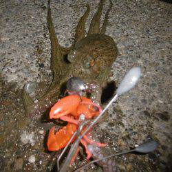 気合入れてナイトオクトパッシング？