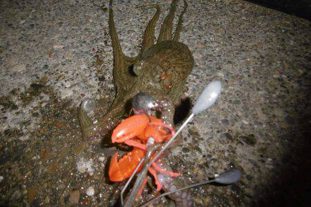 気合入れてナイトオクトパッシング？