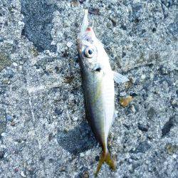 ショアジギング（小魚編）