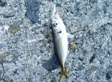 ショアジギング（小魚編）