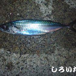 今日も釣りたい大サバ！