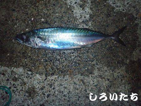 今日も釣りたい大サバ！