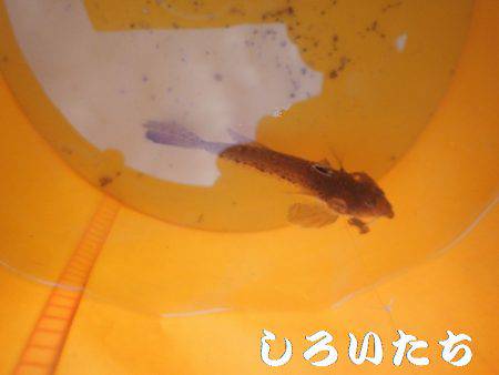 今日はキス狙い。