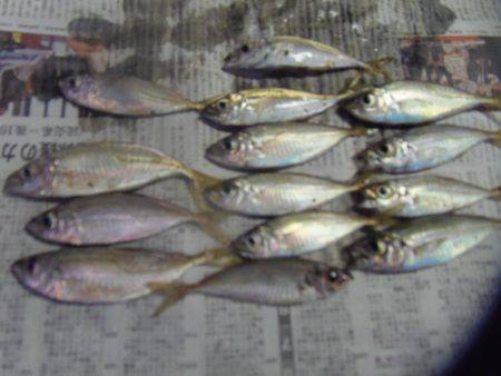 小アジ　サヨリ等