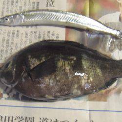 豆アジ大漁62匹