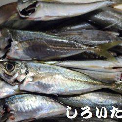 アコウ、キス、チャリコ、アジ、シオ、グレなどなど良く釣れました。