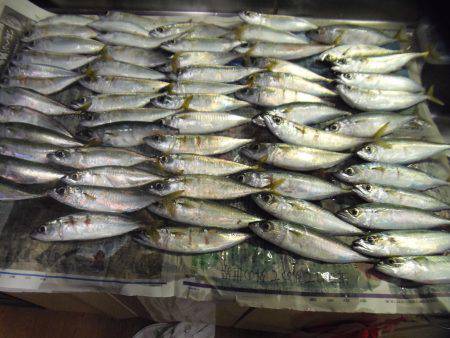 小サババカ釣り