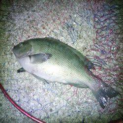 良型クロダイ4枚&メジナ30cm!!