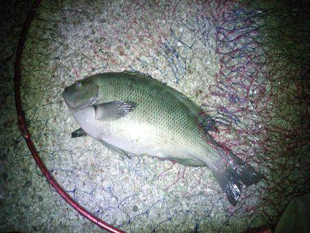 良型クロダイ4枚&メジナ30cm!!