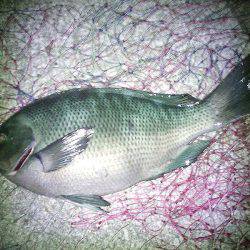 クロダイ45cm&メジナ30cm弱!!