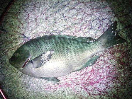 クロダイ45cm&メジナ30cm弱!!