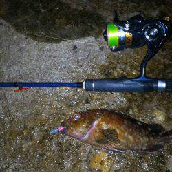 ガシラポンポン