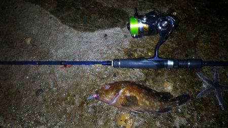 ガシラポンポン