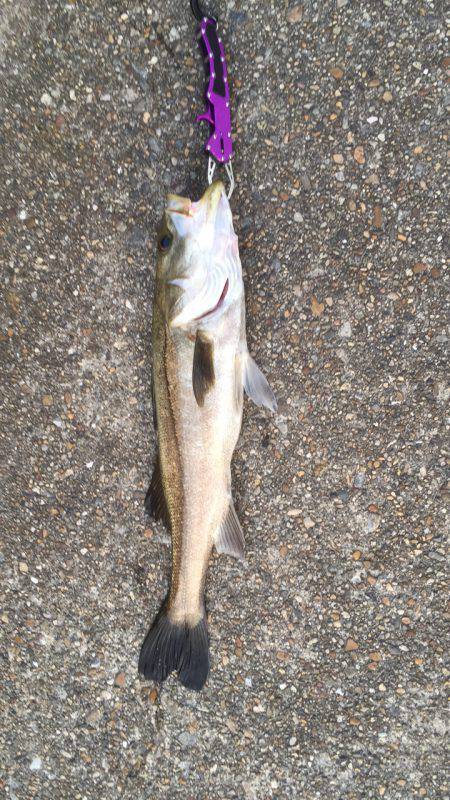 30分の地合到来