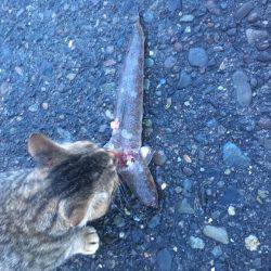 ソウダばっかりなので釣り方をかえてみた