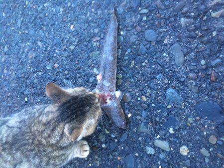 ソウダばっかりなので釣り方をかえてみた