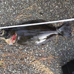 朝、三保サーフではヒラメ、アオリイカ　夜、焼津港タコのみ