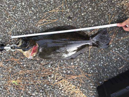 朝、三保サーフではヒラメ、アオリイカ　夜、焼津港タコのみ