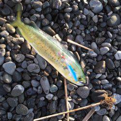 石津浜　２３日朝入れ食い　夕マヅメは微妙