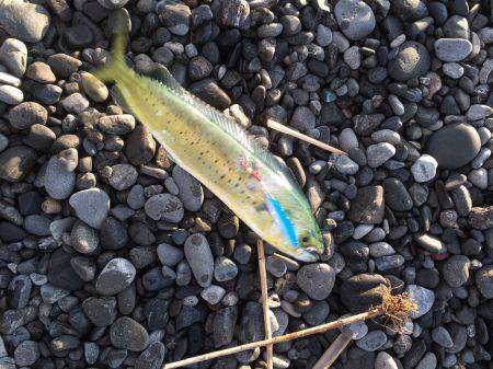 石津浜　２３日朝入れ食い　夕マヅメは微妙