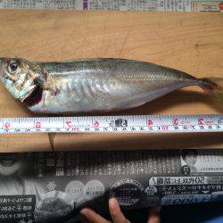 焼津近海　クルーズ釣果