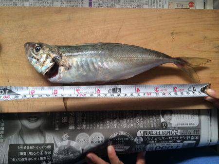 焼津近海　クルーズ釣果