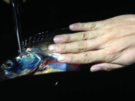 ジギングで夕マヅメにワカシ、暗くなって太刀魚ゲット！