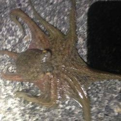 湾内ではタコ３匹太刀魚はシブいです。