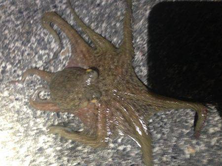 湾内ではタコ３匹太刀魚はシブいです。