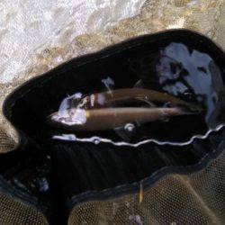 上桂川上黒田地区