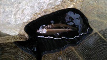 上桂川上黒田地区