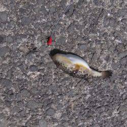 食品コンビナートでの釣り