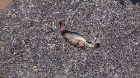 食品コンビナートでの釣り