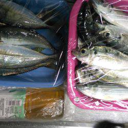 少し涼しくなったので鯵調査