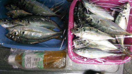 少し涼しくなったので鯵調査