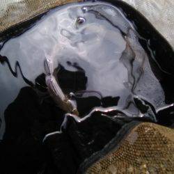台風後の上桂川花背地区の鮎