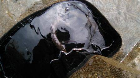 台風後の上桂川花背地区の鮎