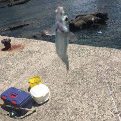 トウゴロウイワシ